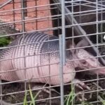 Armadillo Removal