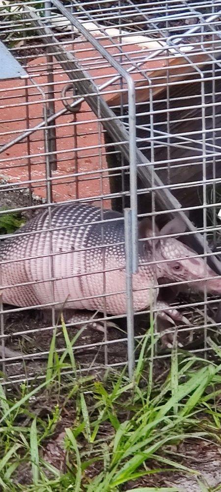 Armadillo Removal