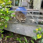 racoon removal