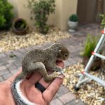 wildlife removal Florida