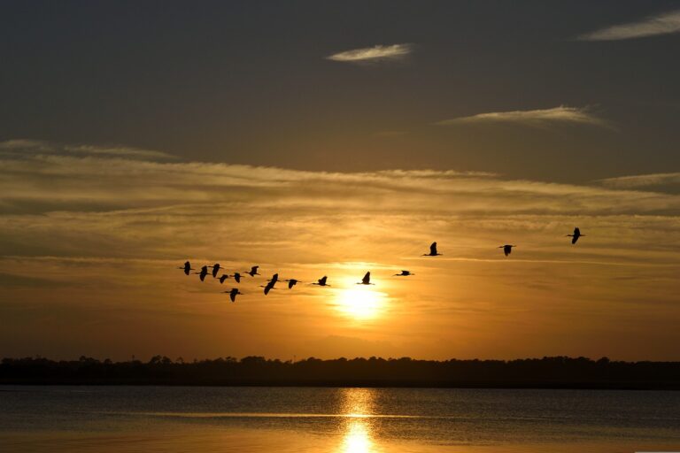 Florida Wildlife