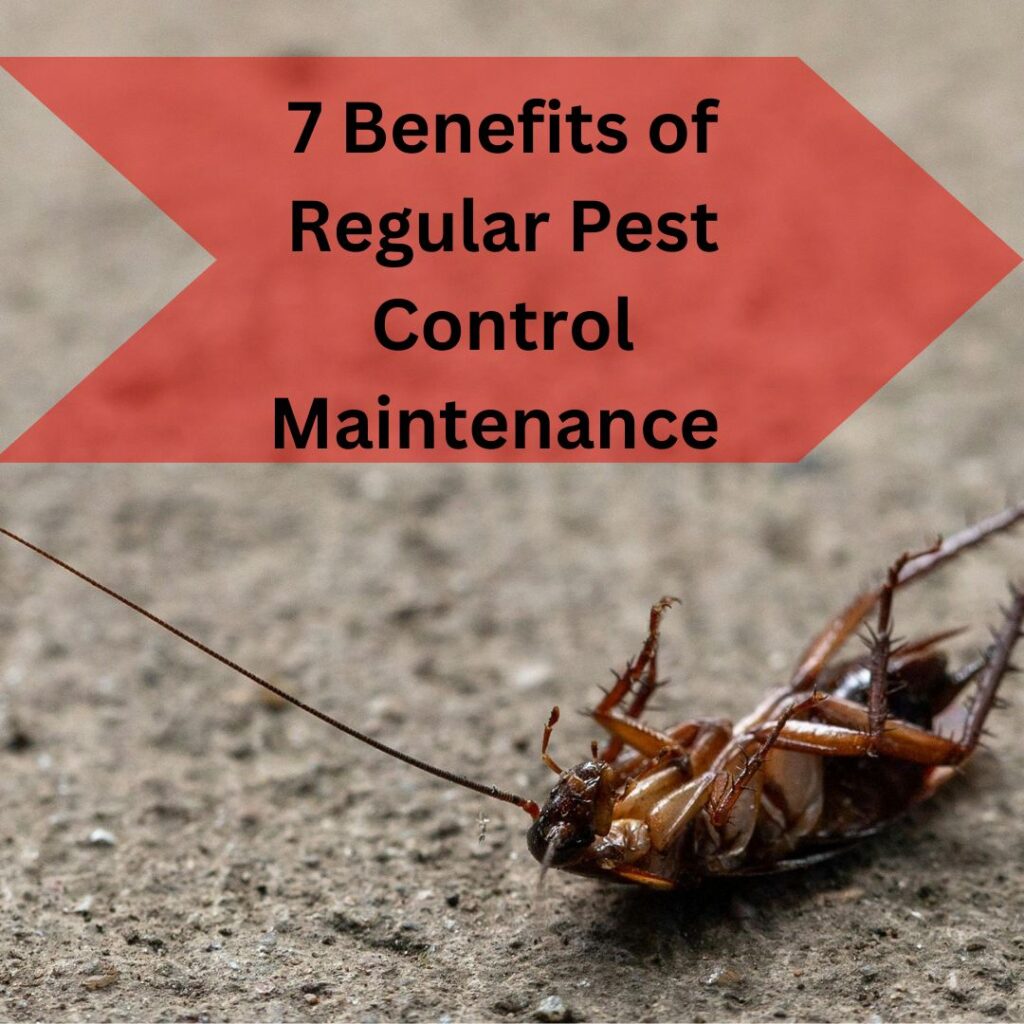 Benefits of regular pest control maintenance