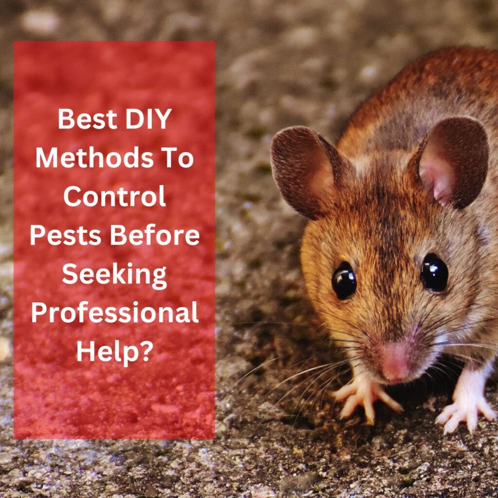 Best DIY Methods To Control Pests Before Seeking Professional Help?