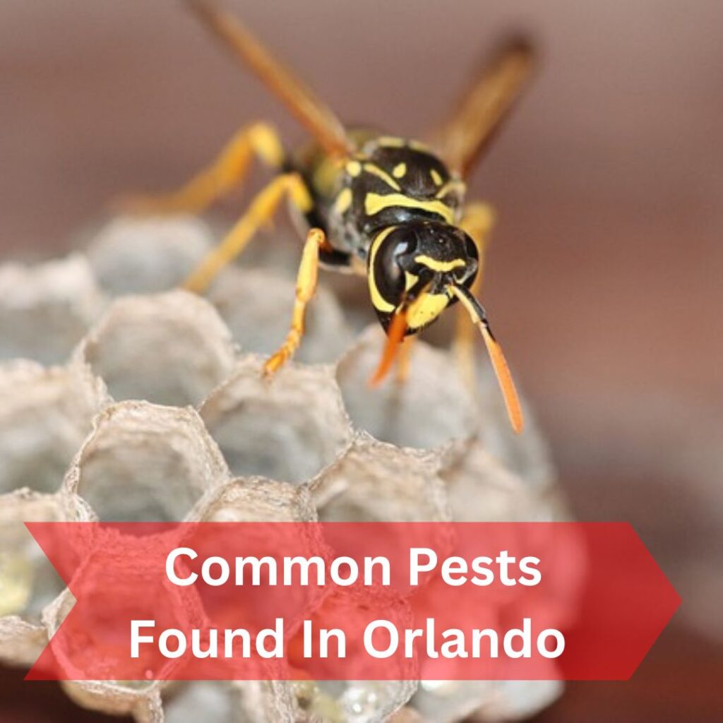 Common Pests Found In Orlando