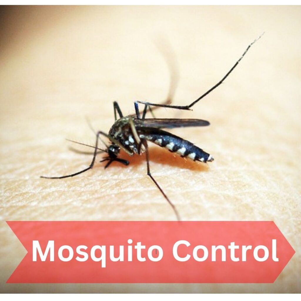 Mosquito Control