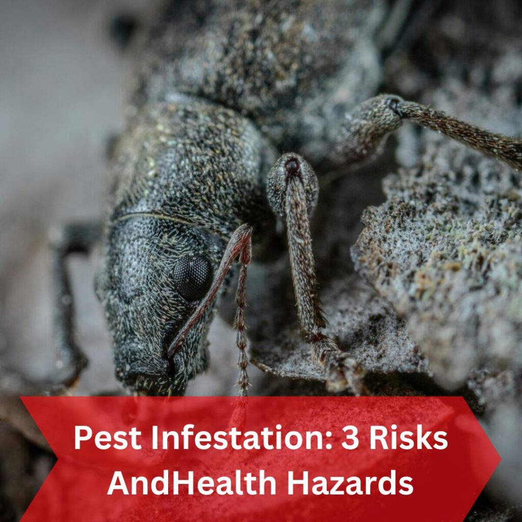 Pest Infestations