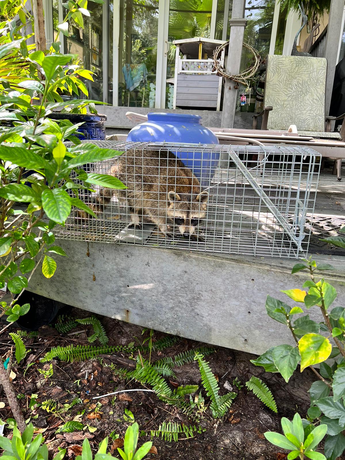 Racoon Removal