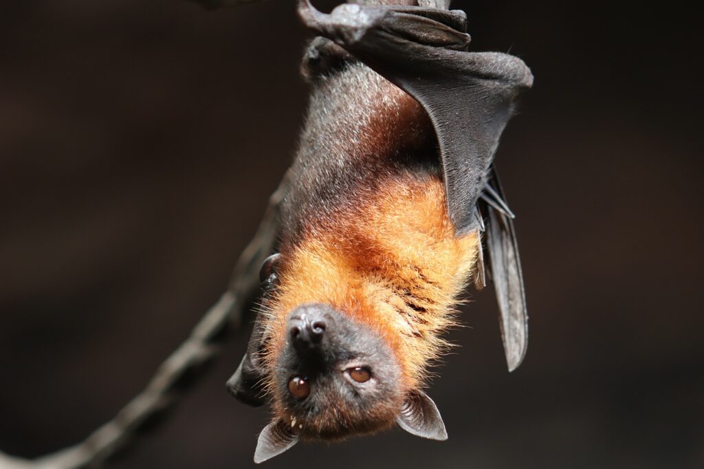 7 Things To Know Before Removing Bats