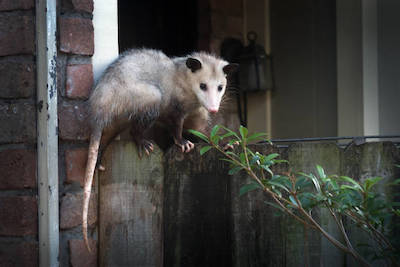 Opossum removal