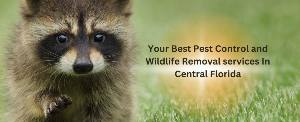 Best Pest Control Orlando