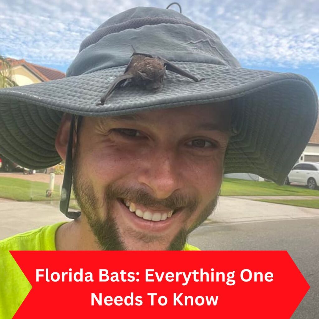 Florida Bats