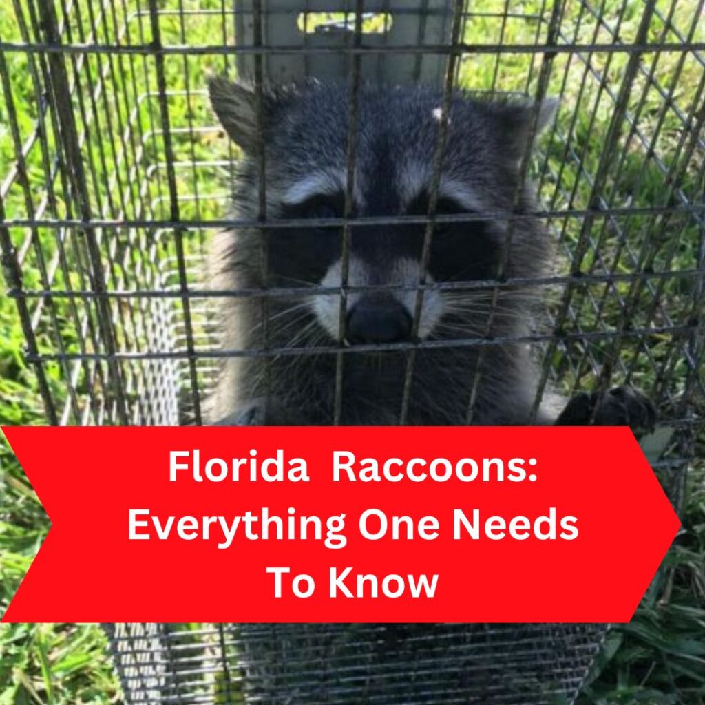 Florida Racoons